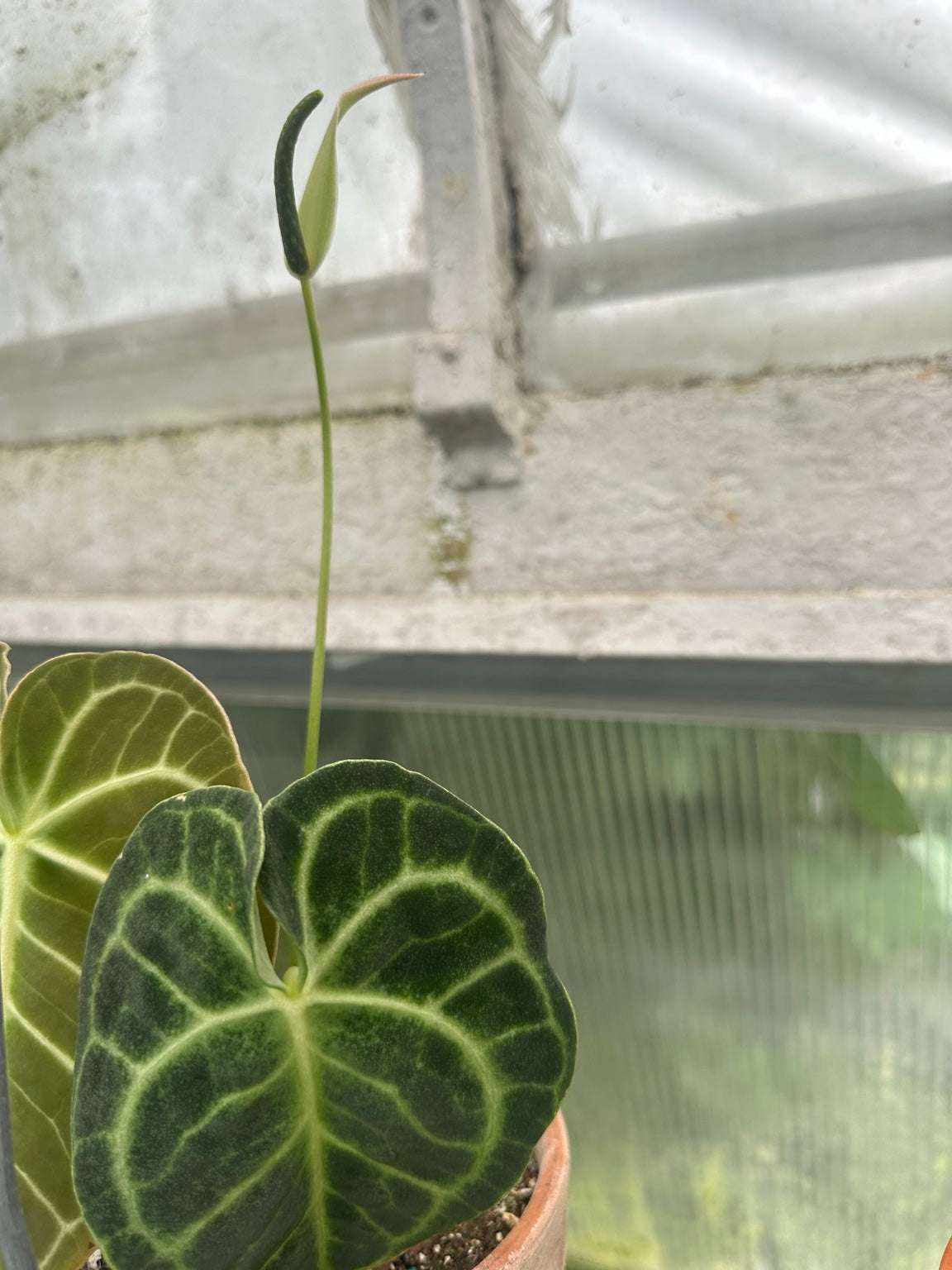EC-12 NoID velvet Anthurium hybrid exact plant