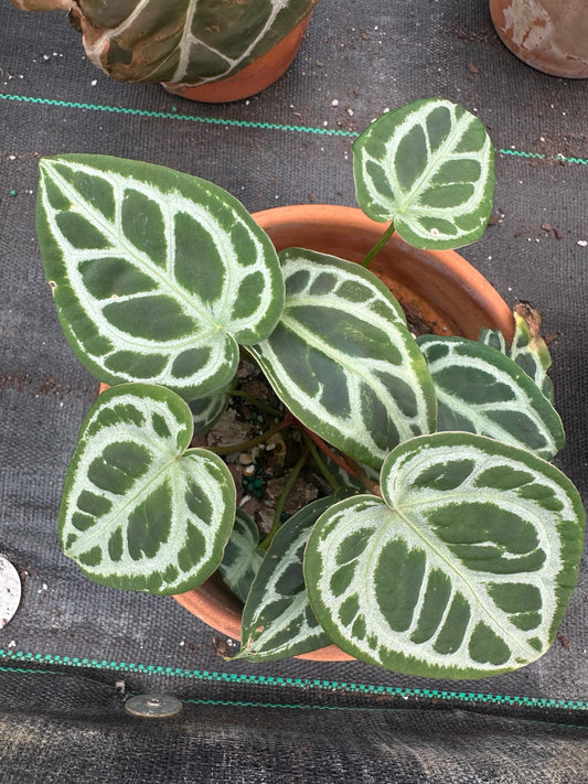 Exact plant EC-03, NoID velvet Anthurium hybrid in terracotta pot