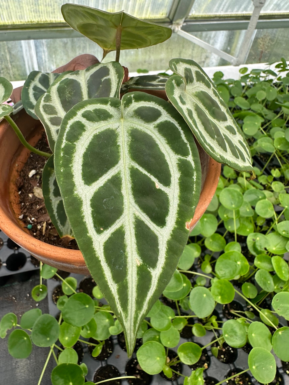 Exact plant EC-03, mature leaf detail of NoID velvet Anthurium hybrid
