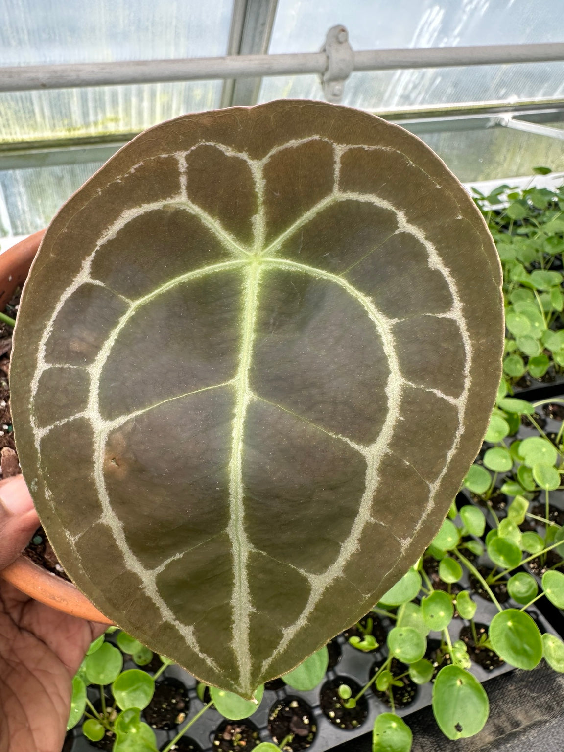 EC-11 NoID velvet Anthurium hybrid exact plant, bronze emergent leaf