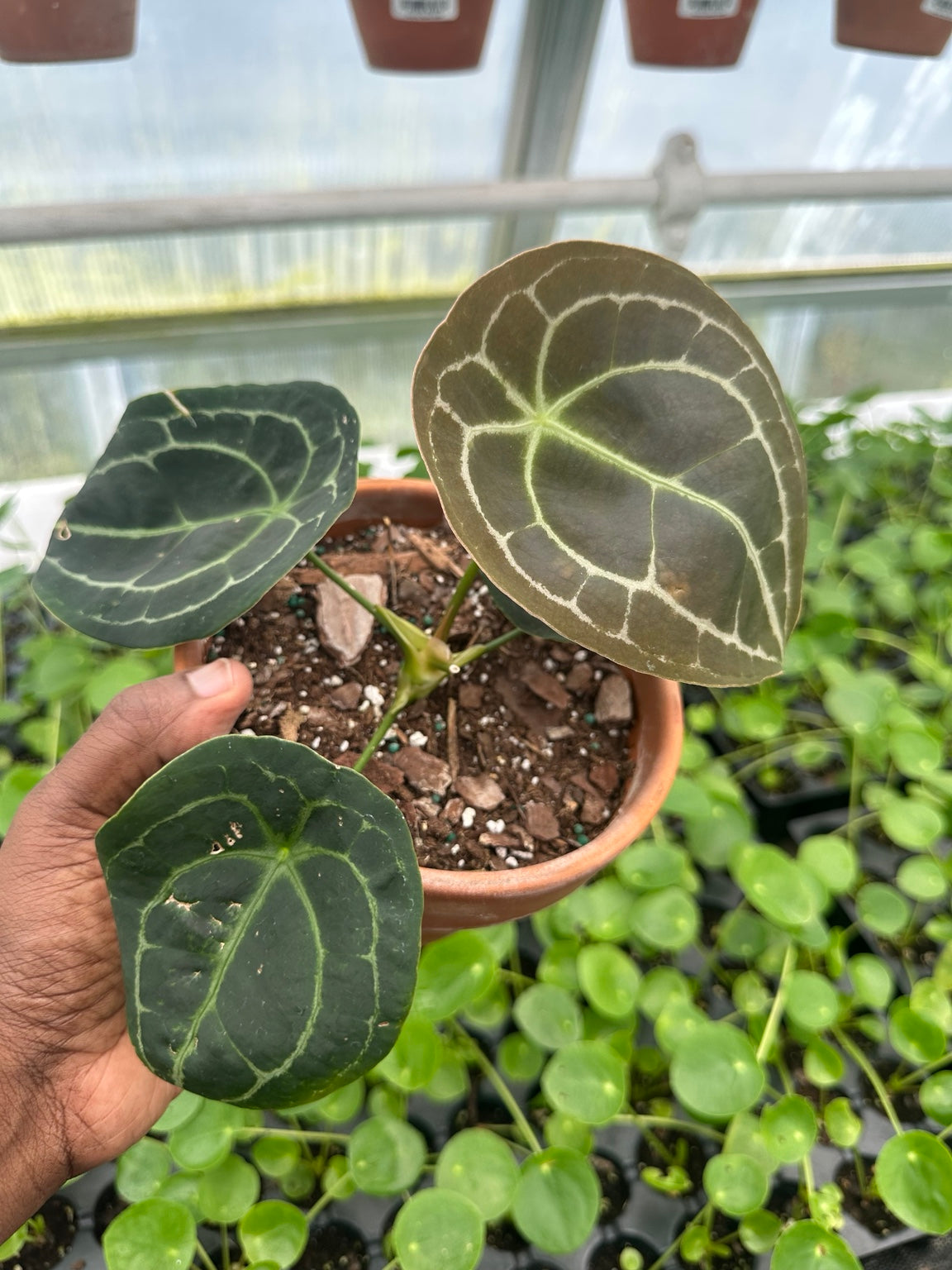 EC-11 NoID velvet Anthurium hybrid exact plant in terracotta pot