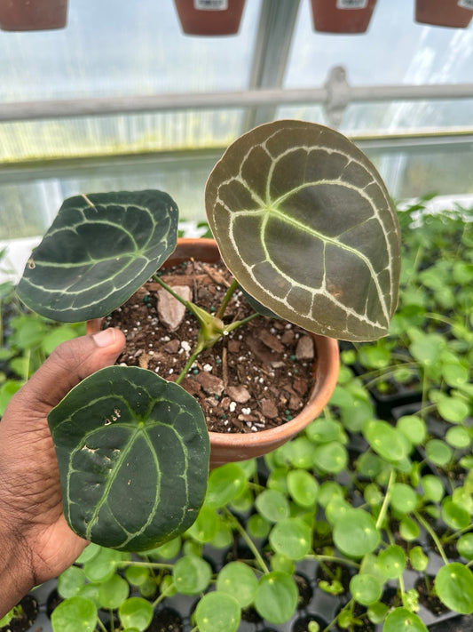 EC-11 NoID velvet Anthurium hybrid exact plant in terracotta pot