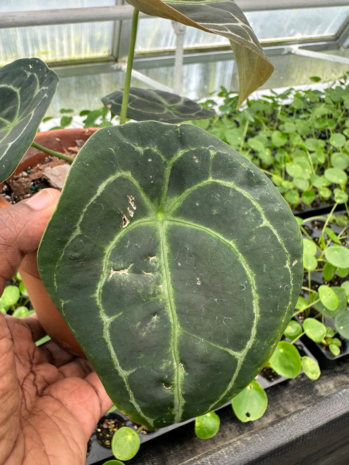 EC-11 NoID velvet Anthurium hybrid mature leaf condition
