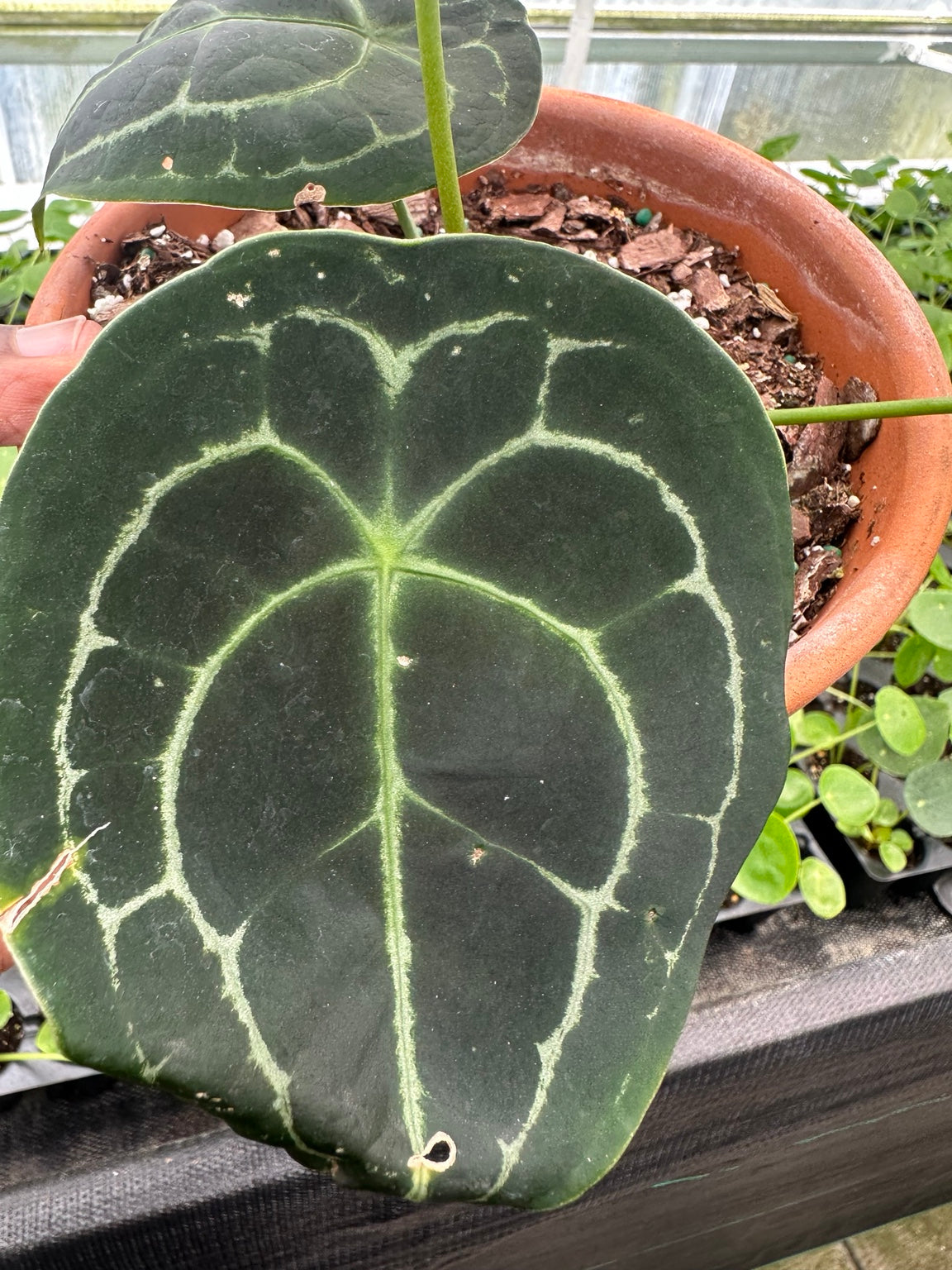 EC-11 NoID velvet Anthurium hybrid mature foliage
