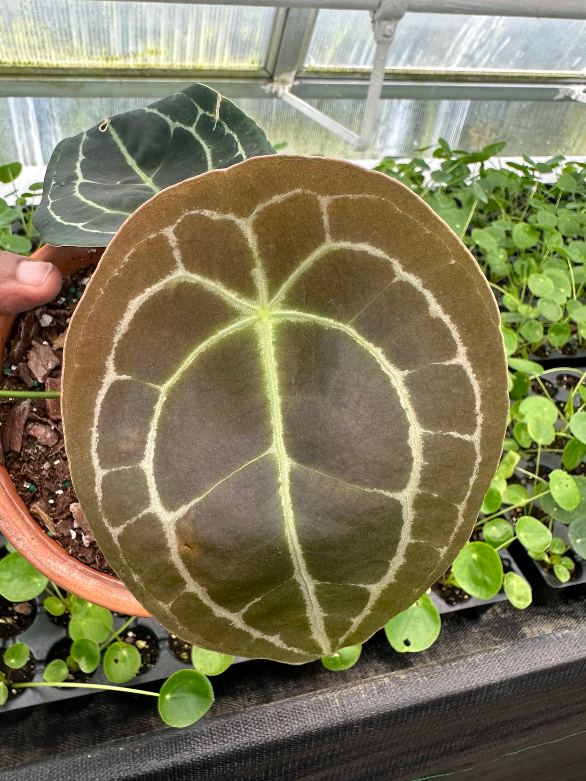 EC-11 NoID velvet Anthurium hybrid bronze emerging leaf with silver venation