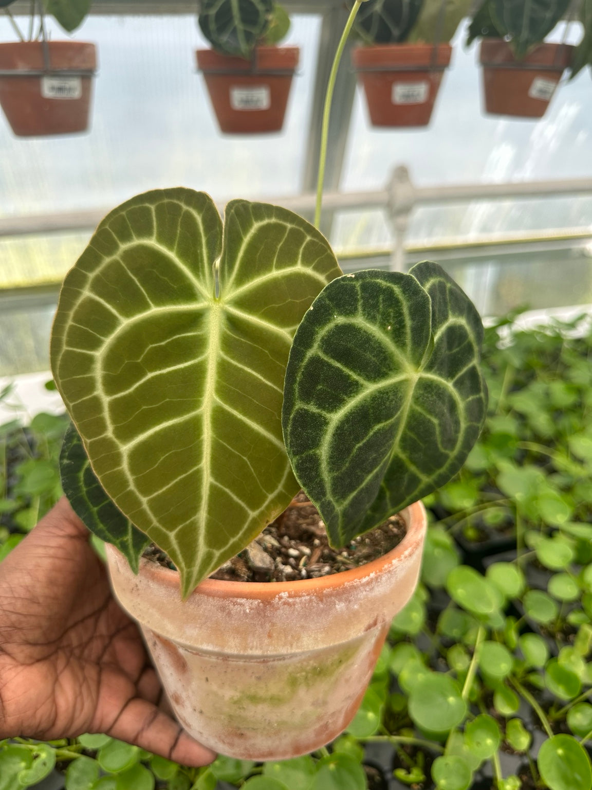 EC-12 NoID velvet Anthurium hybrid exact plant