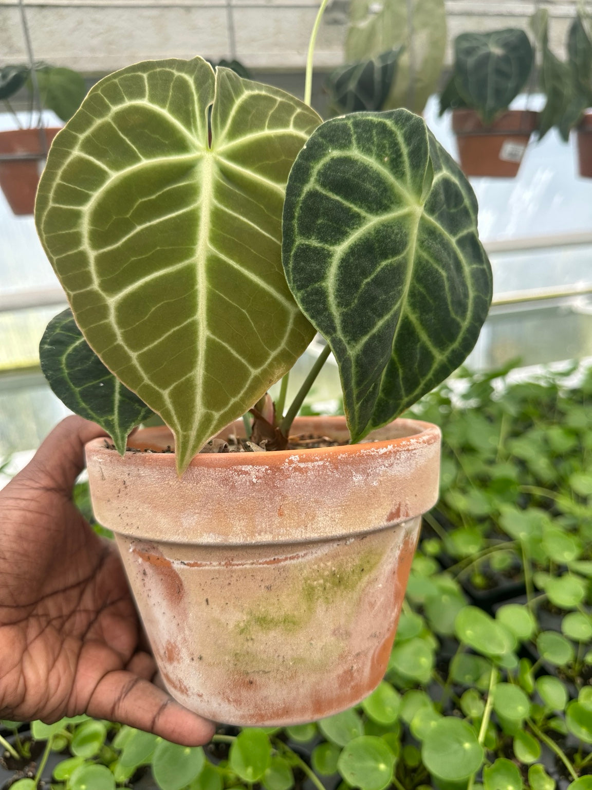 EC-12 NoID velvet Anthurium hybrid exact plant