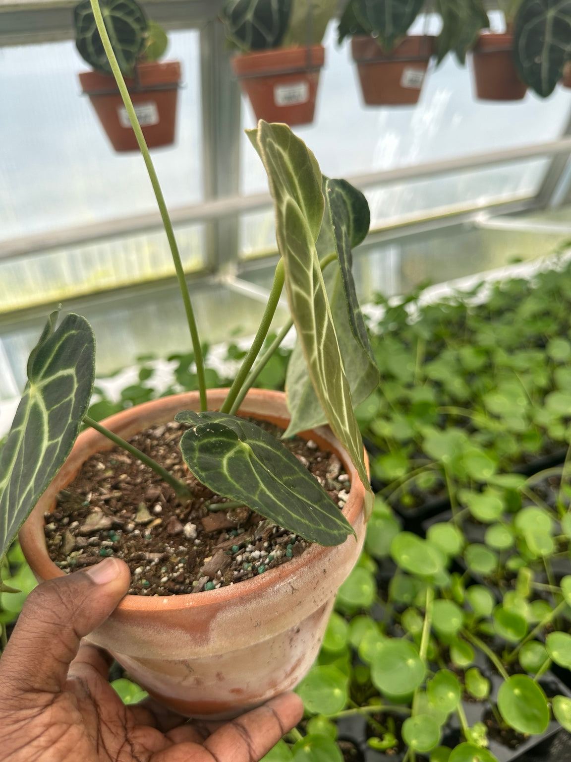 EC-12 NoID velvet Anthurium hybrid exact plant