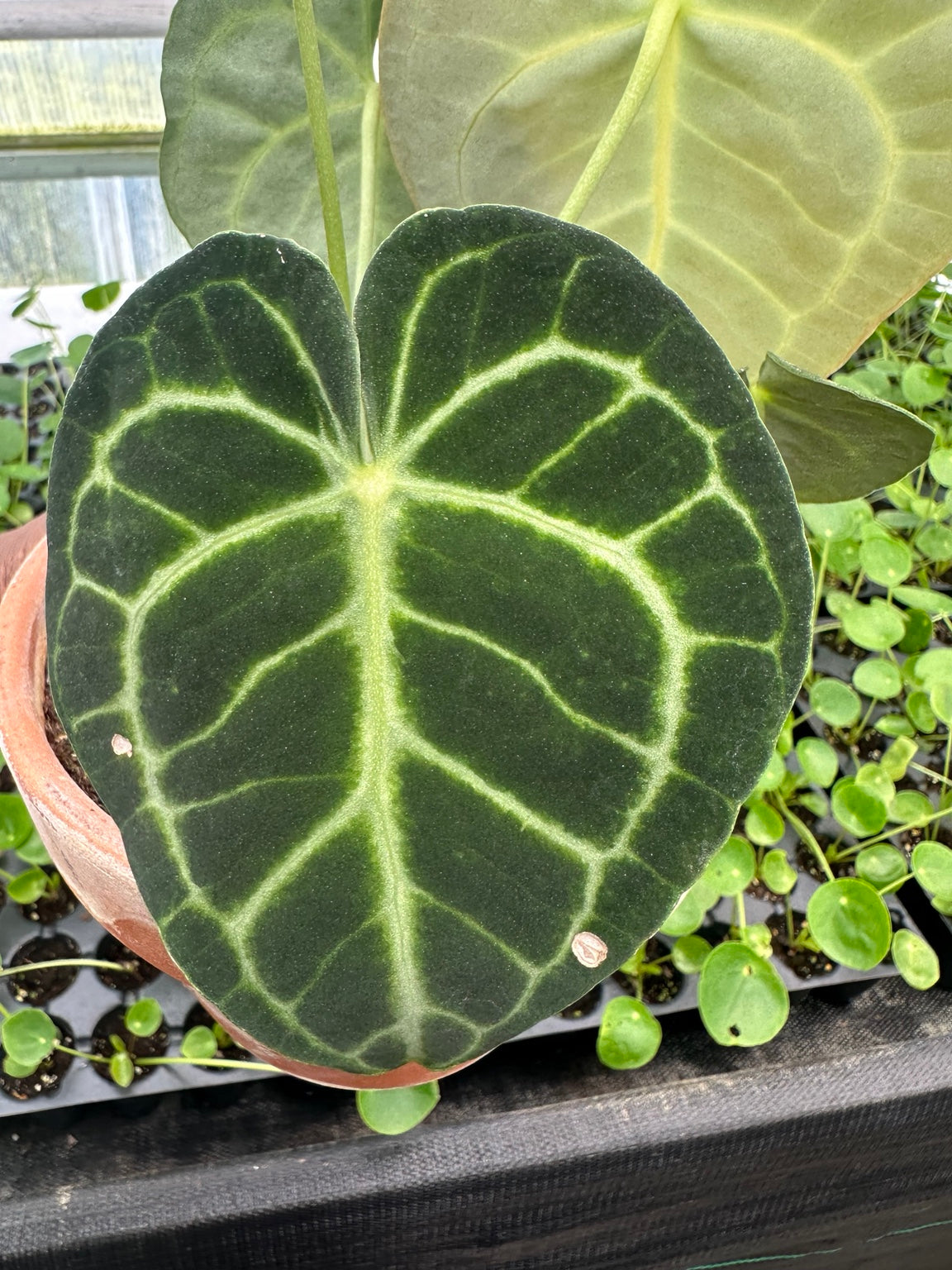 EC-12 NoID velvet Anthurium hybrid exact plant
