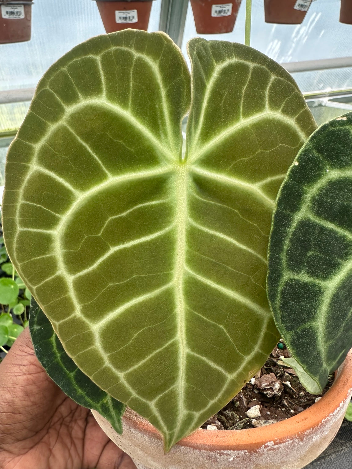 EC-12 NoID velvet Anthurium hybrid exact plant