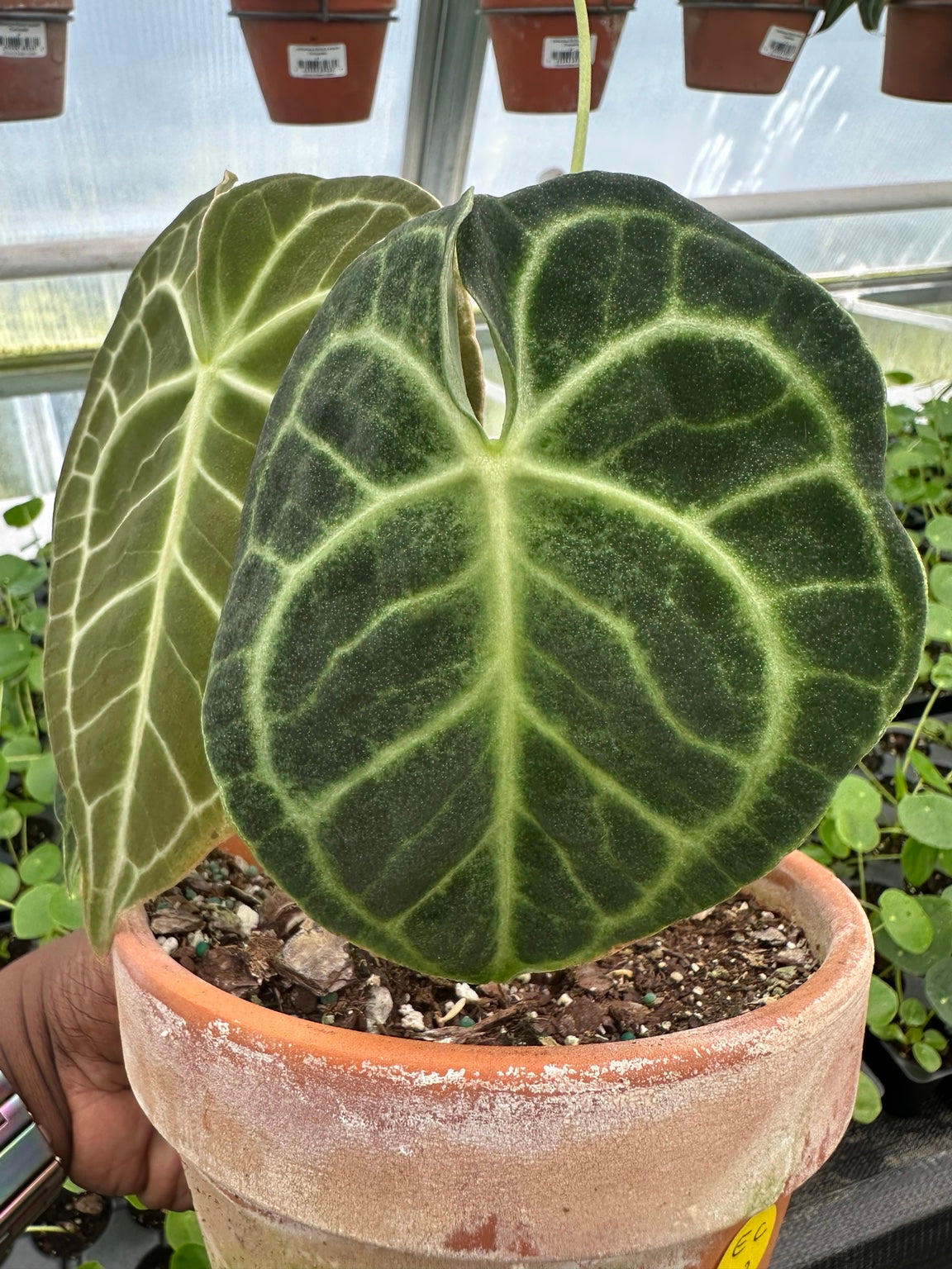 EC-12 NoID velvet Anthurium hybrid exact plant