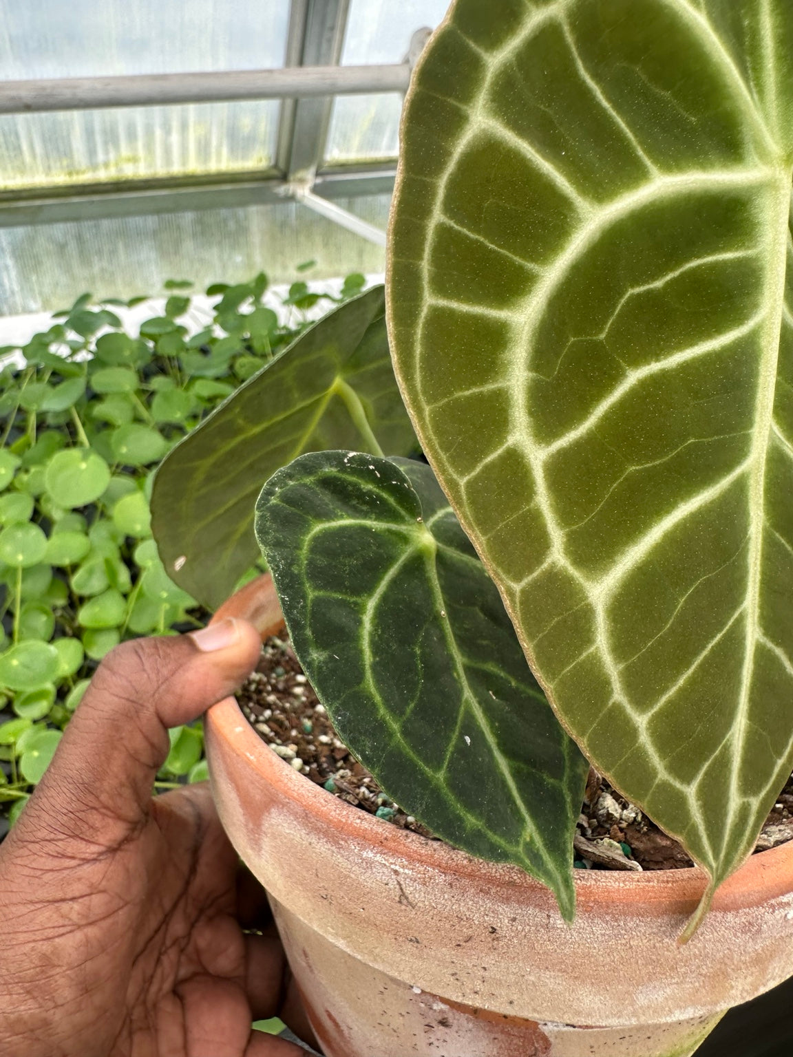 EC-12 NoID velvet Anthurium hybrid exact plant with inflorescence