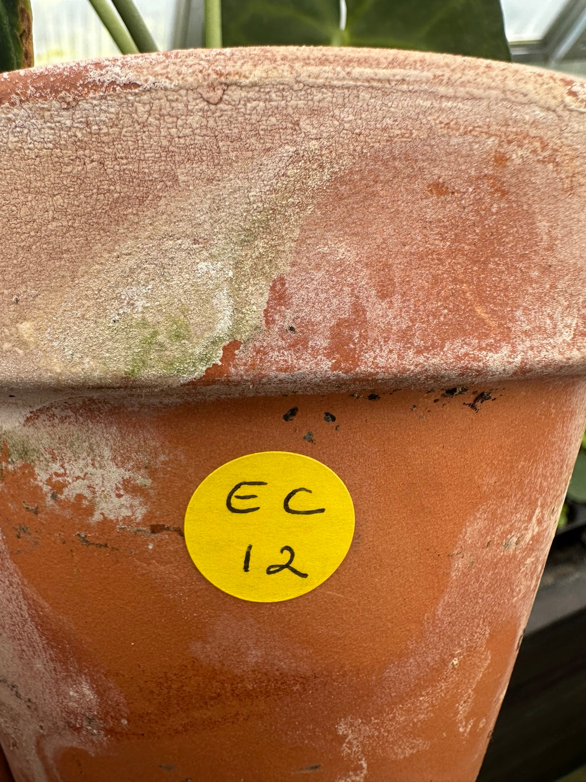 EC-12 NoID velvet Anthurium hybrid exact plant with inflorescence